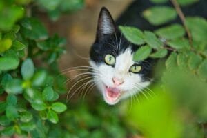 A black-and-white cat with green eyes meowing from among green leaves.