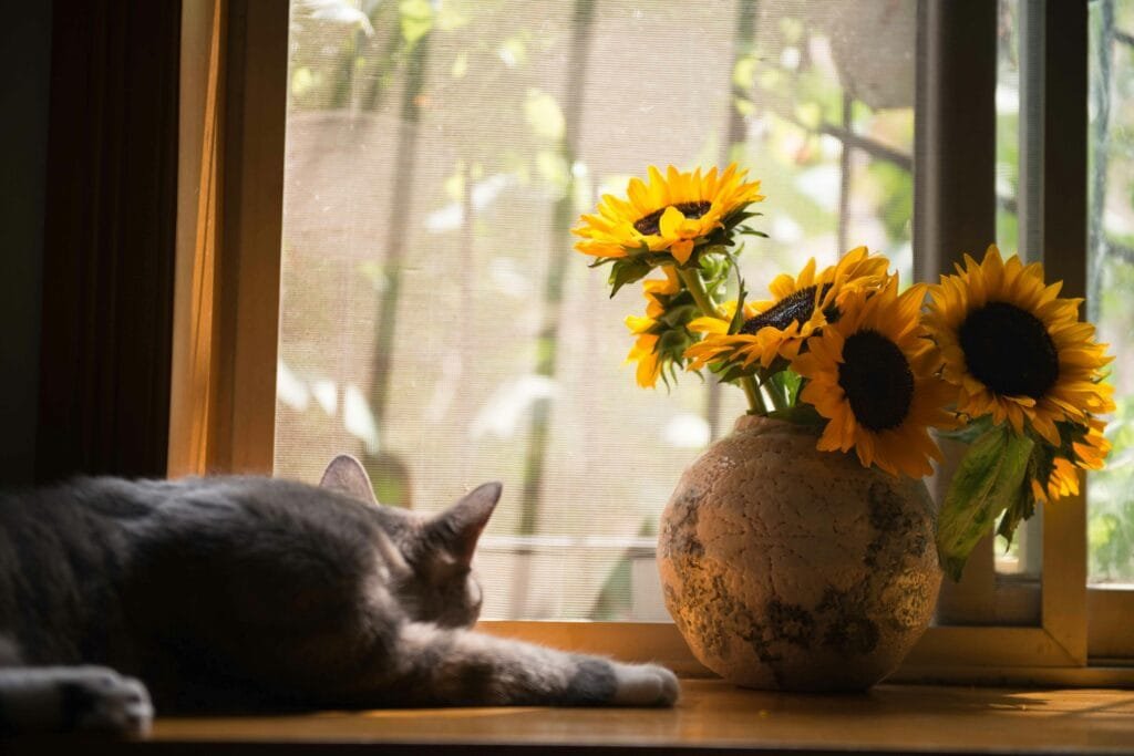 Strong Smells Cats Avoid 1 A gray and white cat is curled up and sleeping on a windowsill next to a rustic vase of bright yellow sunflowers. The scene is softly lit by natural light coming through the window.