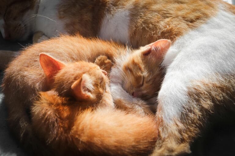 A pair of orange kittens curled up next to their mother, resting together in a warm, tender cuddle.