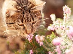 Tabby cat sniffing heather—one scent cats often avoid.