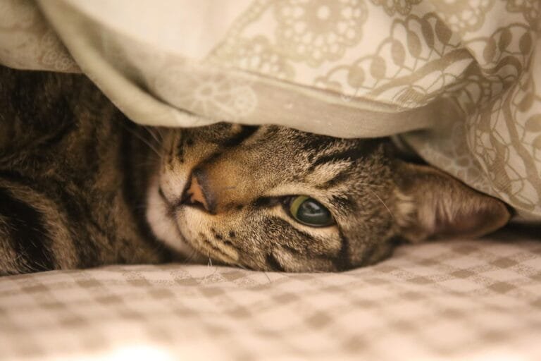 A relaxed tabby cat lying under a patterned blanket, with one eye visible and head resting on a checkered surface.