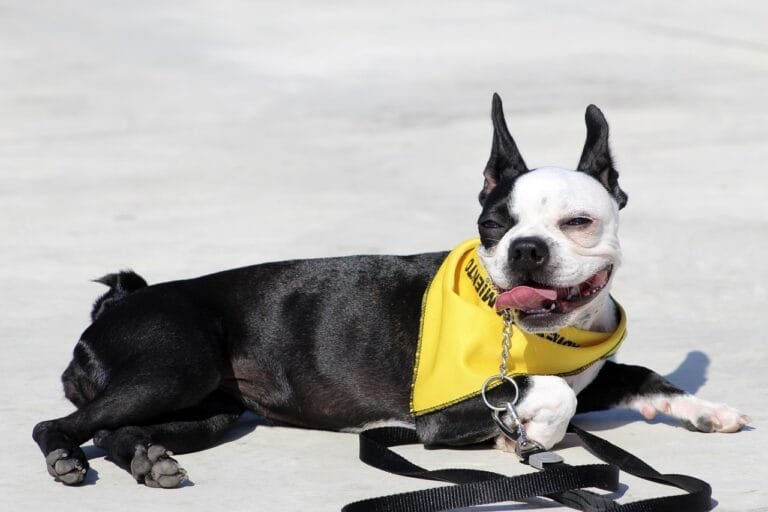 Black and white Boston Terrier wearing a yellow bandana, lying peacefully on concrete with tongue out—perfect example of dog training at 3 years old.