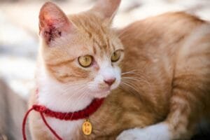 Close-up of an orange and white cat with golden eyes, wearing a red braided collar with a gold pendant, photographed outdoors in natural light.