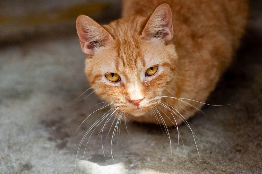 Close-up of an orange tabby cat with amber eyes and visible eye discharge, suggesting possible illness or irritation.