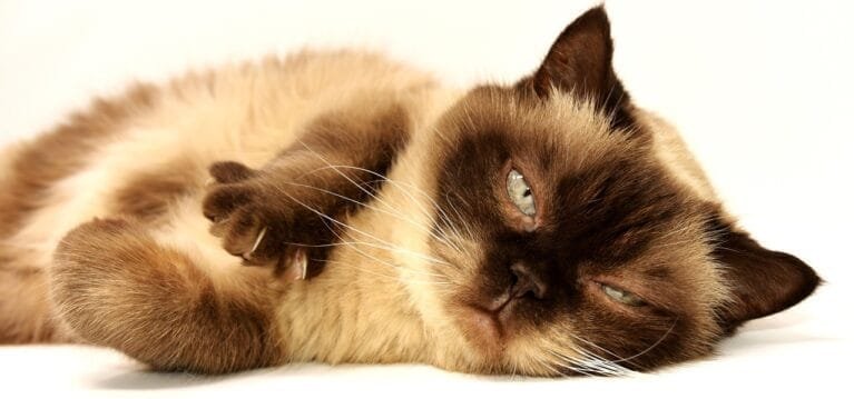 cat breed