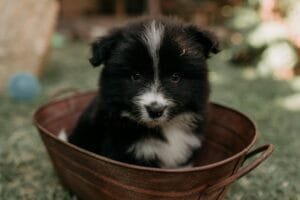 adorable puppy in rustic wooden bucket