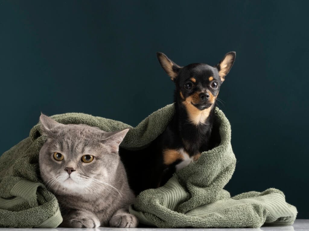 beautiful pet portrait small dog cat
