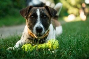brown and white short coated dog on green green grass beside yellow dog bone toy during daytime