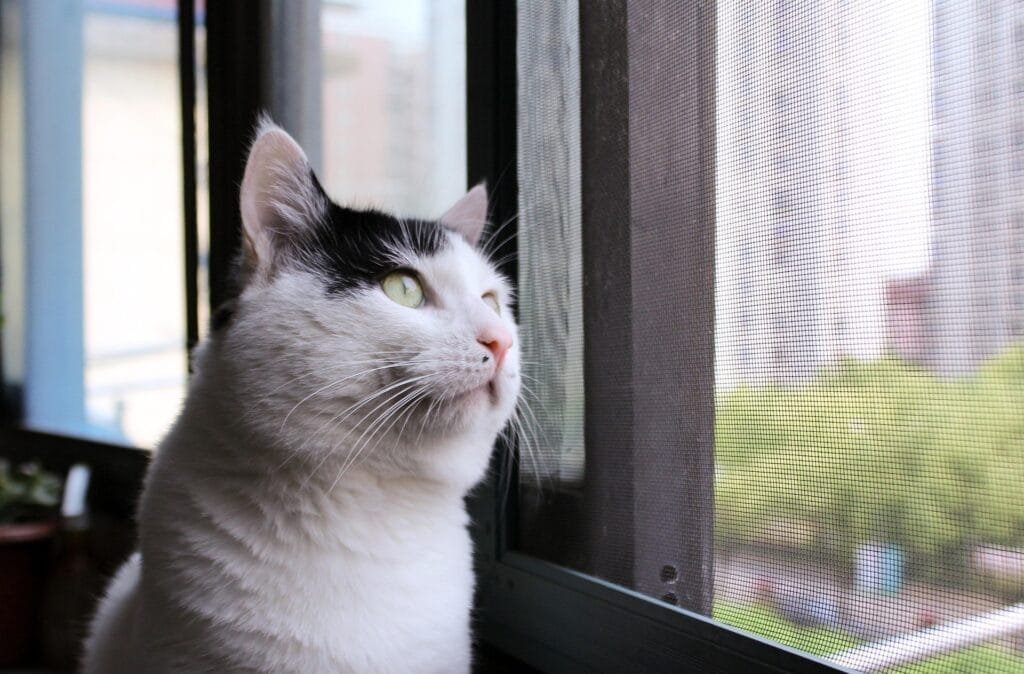 Cat Look far into the distance