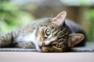 cat mackerel european shorthair