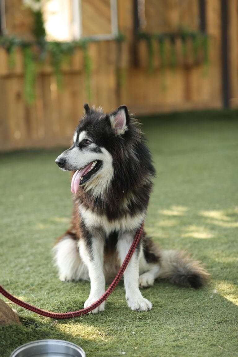 dog in the yard with a leash