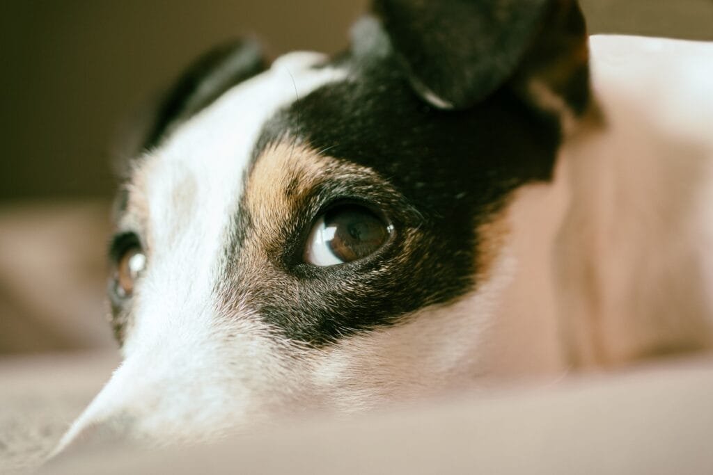 Jack russel dog looking at the comera