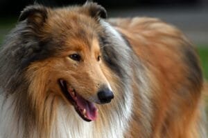 beautiful fluffy collie