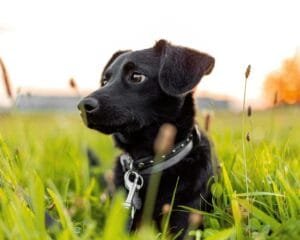 photo of a black dog lying on green grass