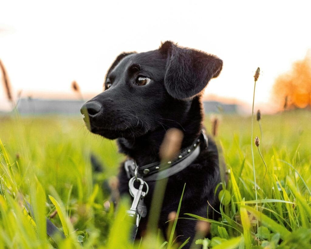 photo of a black dog lying on green grass
