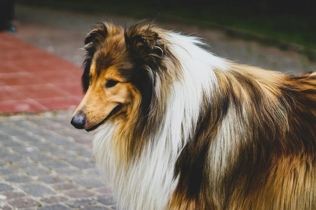 shetland sheepdog portrait